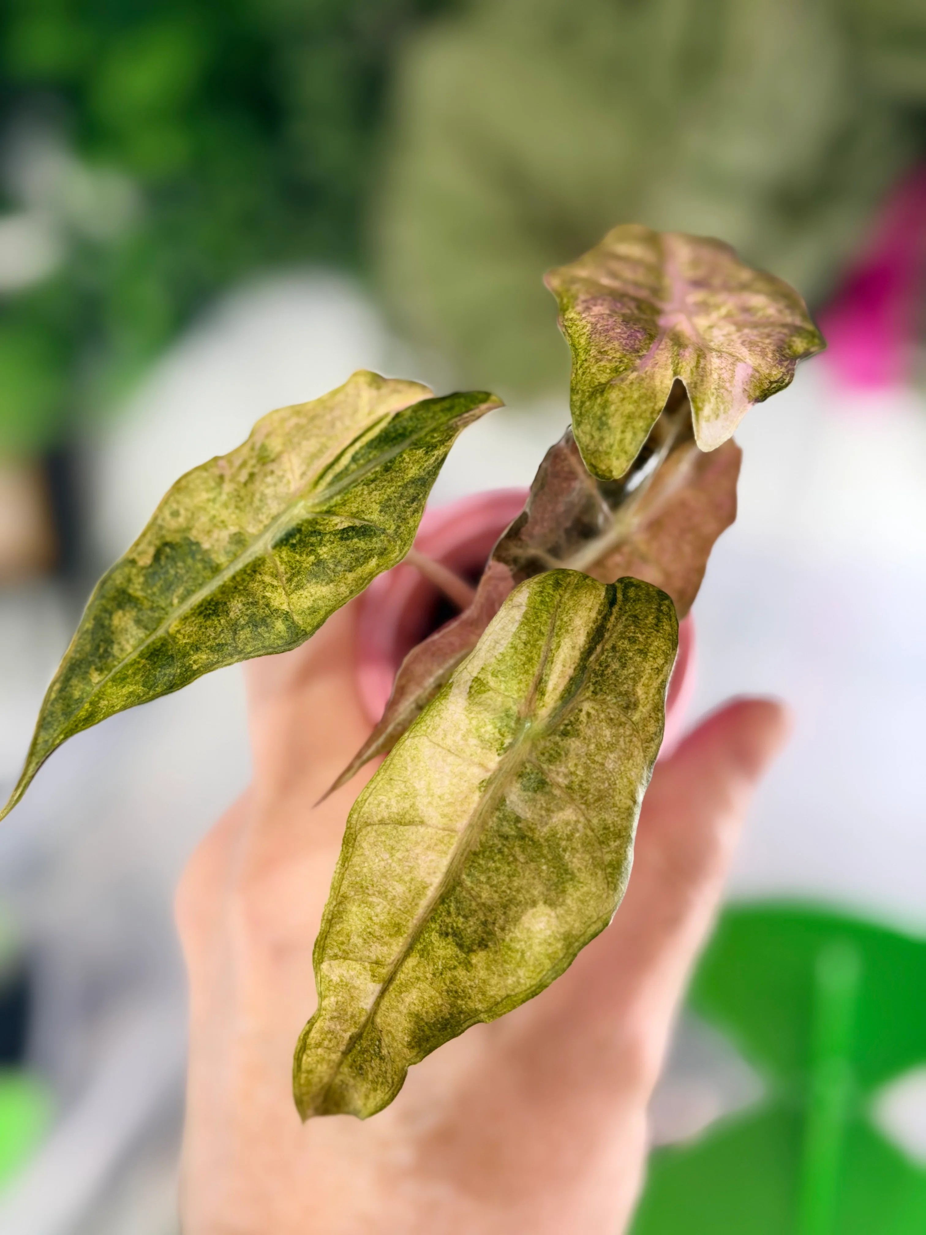RARE PLANT DROPPED
